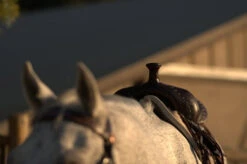 High Horse Daisetta Cordura Trail Saddle By Circle Y -Horse Gear Shop Daisetta Pommel Front 63940.1600204660