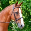 Black Oak Aster Snaffle Bridle