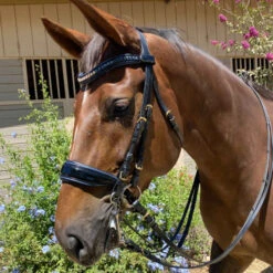 Halter Ego Charleston Double Bridle -Horse Gear Shop charleston roll flat double bk.pt blue detail CHARLESTON halter ego 05677.1682643003