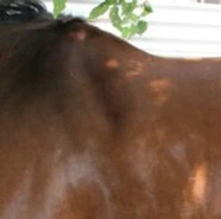 Circle Y Shoulder Bridge Pad 3/4" Or 1" -Horse Gear Shop circle y shoulder bridge pad 3 4 or 1 2 14872.1527884105