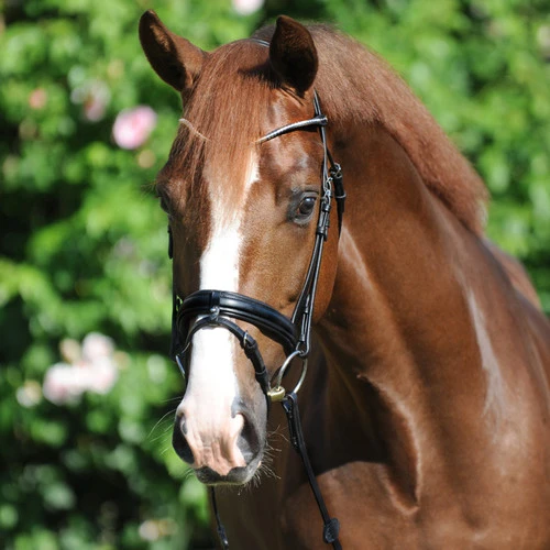 Kavalkade Clinchesse Snaffle Bridle 1 Kavalkade Clinchesse Snaffle Bridle