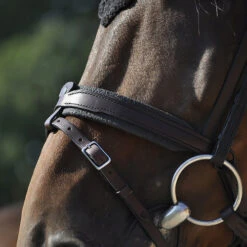 In Horse We Trust Contact Noseband With Flash -Horse Gear Shop contact noseband flash havana horse IHWT 85753.1658870509