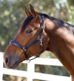 Halter Ego Copenhagen Navy Patent Halter -Horse Gear Shop copenhagen navy halter nv.pt navy hero COPENHAGEN HALTER halter ego 97604.1682536277