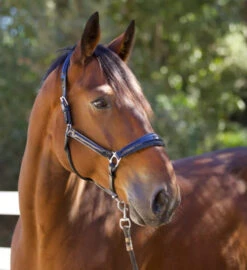 Halter Ego Copenhagen Navy Patent Halter -Horse Gear Shop copenhagen navy halter nv.pt navy side halter ego 41538.1682560513