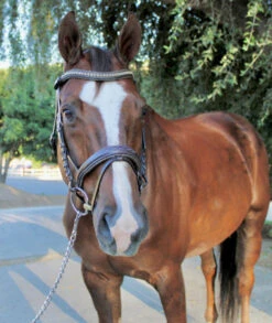 Halter Ego Crystal Jumper Bridle -Horse Gear Shop crystal jumper bridle flash front full halter ego 52936.1690040362