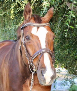 Halter Ego Crystal Jumper Bridle -Horse Gear Shop crystal jumper bridle front halter ego 85107.1690040348