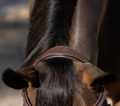 Halter Ego Deauville Anatomical Jumper Bridle -Horse Gear Shop deauville jumper bridle crown halter ego 72644.1687998650