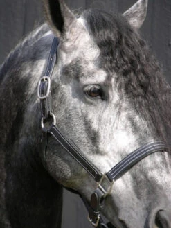 Red Barn Tina Halter -Horse Gear Shop kl select s red barn tina black leather halter 1 73074 82751.1682797174