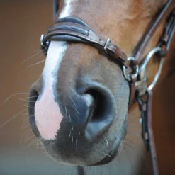 Kavalkade Levana Drop Noseband Bridle -Horse Gear Shop levana drop noseband bridle nose kavalkade 19037 57468.1555698688