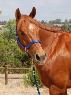 Mary's Walsh Nylon Halter -Horse Gear Shop mary s nylon halter 3 51448 31843.1684342680