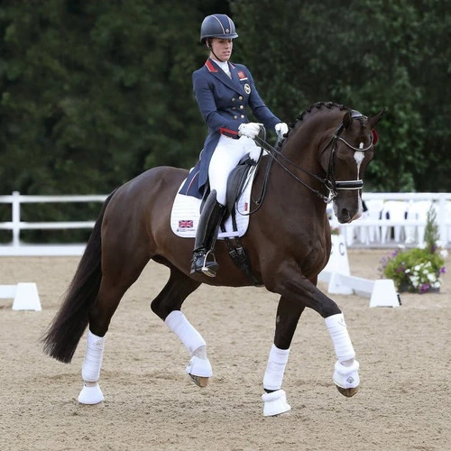 LeMieux Polo Bandages 2 LeMieux Polo Bandages - Image 2