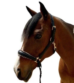 Halter Ego Safari Halter -Horse Gear Shop safari halter brown halter ego 37979.1682706133