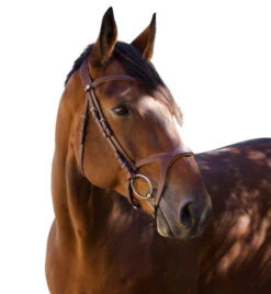 Halter Ego Triomphe Jumper Bridle -Horse Gear Shop triomphe jumper bridle brown hero halter ego 87323.1690316756