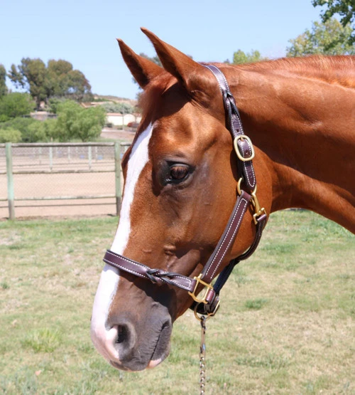 Perri's Twisted Leather Halter 2 Perri's Twisted Leather Halter - Image 2
